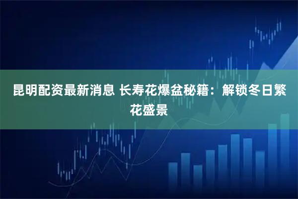 昆明配资最新消息 长寿花爆盆秘籍：解锁冬日繁花盛景